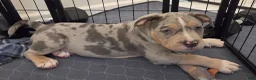 American Bully dogs for sale: Blue Tri Merle Female 1 - Ad 6