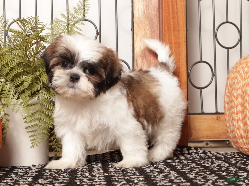 Shih Tzu dogs Hazel - Sassy Female Shihtzu - Ad 1