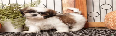 Hazel - Sassy Female Shihtzu