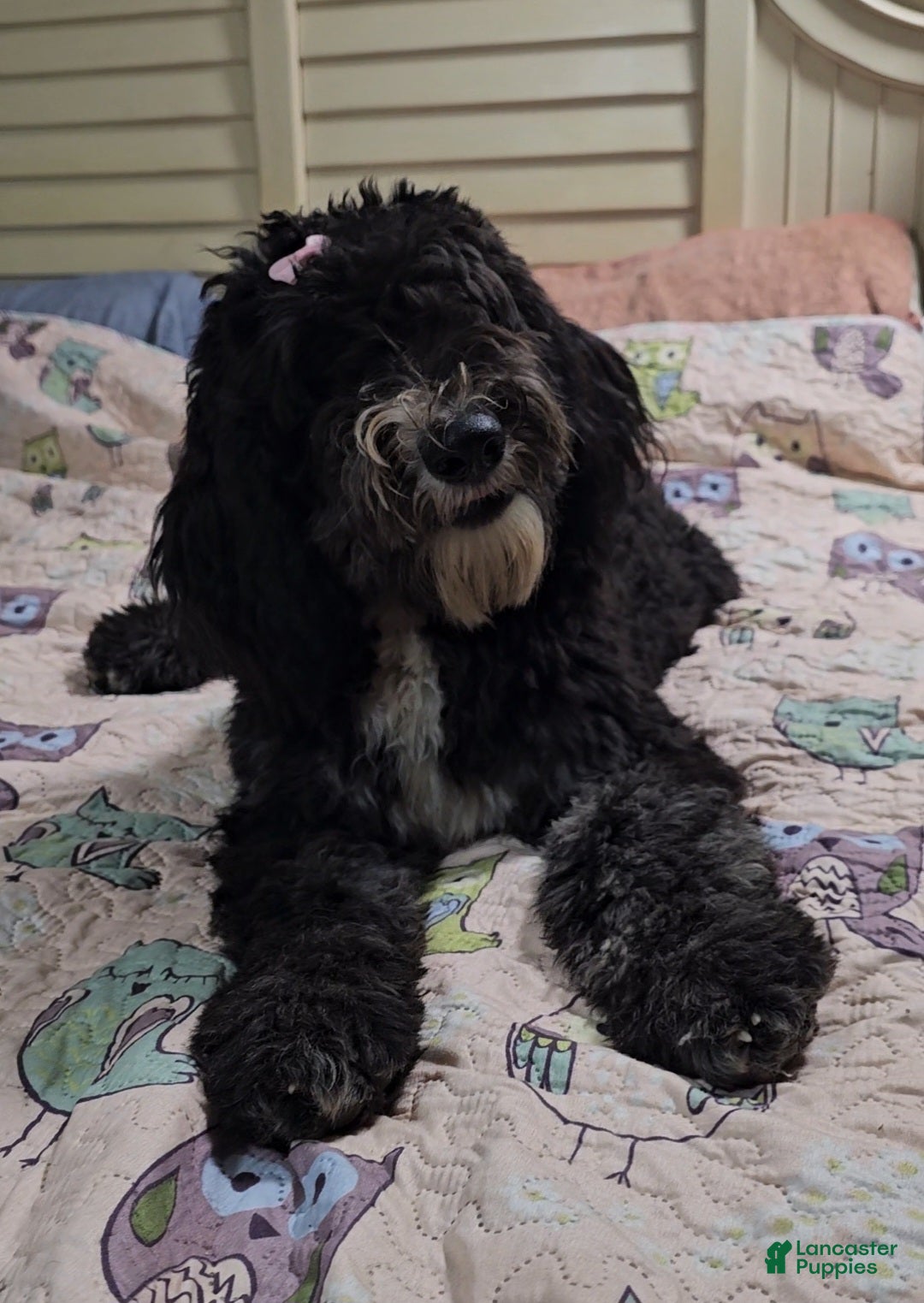 Bella, Sheepadoodle