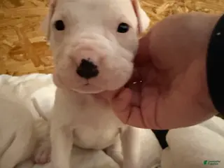 Dogo Argentino dogs Purple pink collar female - Ad 10