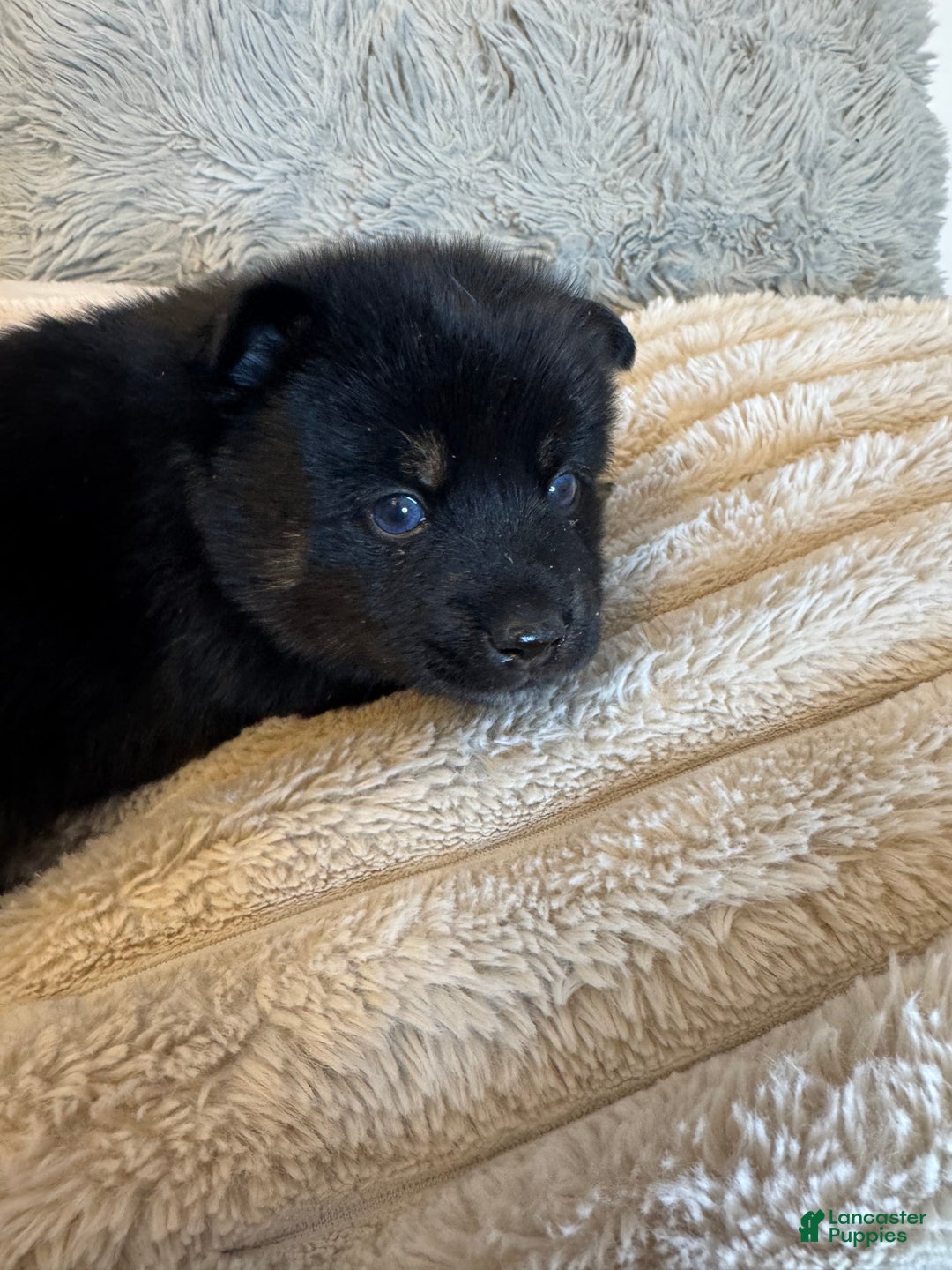 Pomsky dogs for sale: Black Male gold wrists white chest - Ad 6