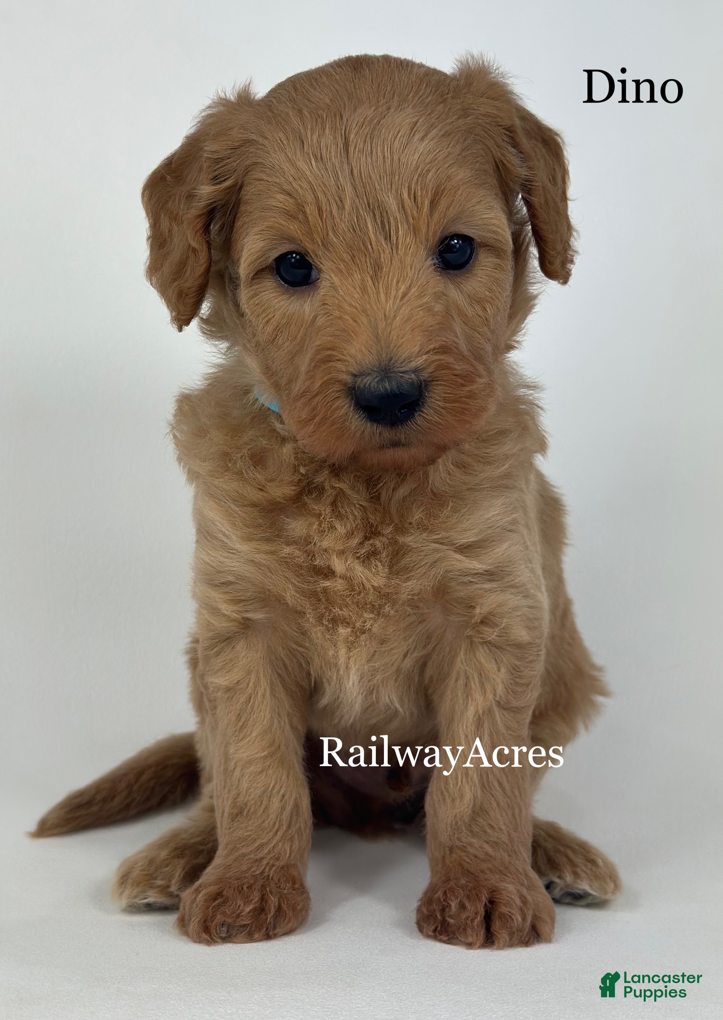 Goldendoodle dogs Dino - Ad 38
