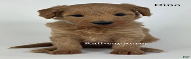 Dino