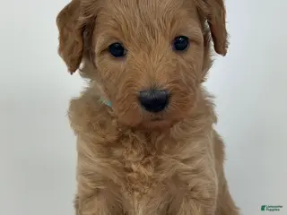 Goldendoodle dogs Dino - Ad 38