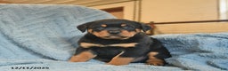 Rottweiler dogs for sale: Roger  - Ad 3