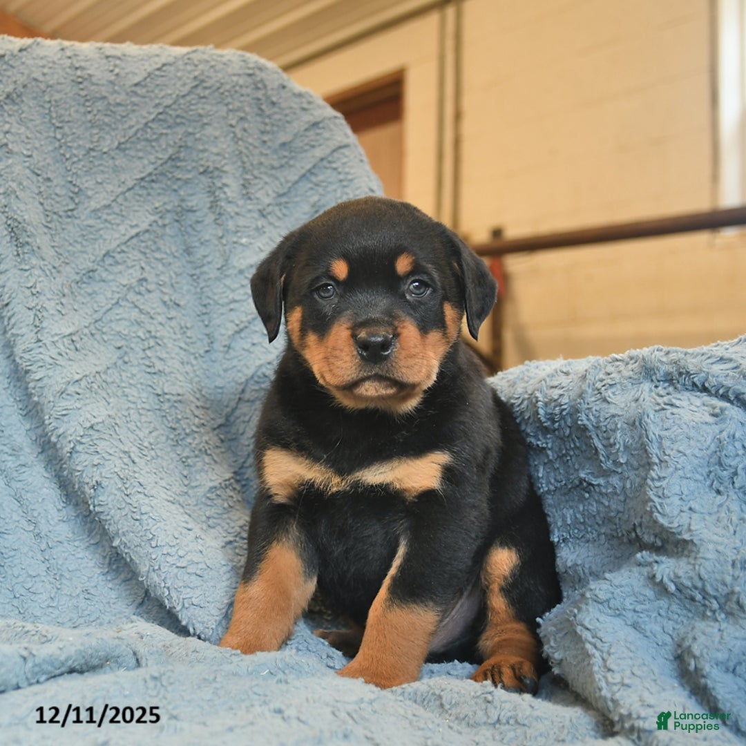 Rottweiler dogs for sale: Roger  - Ad 3