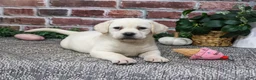 Labrador Retriever dogs for sale: Diamond - Ad 5