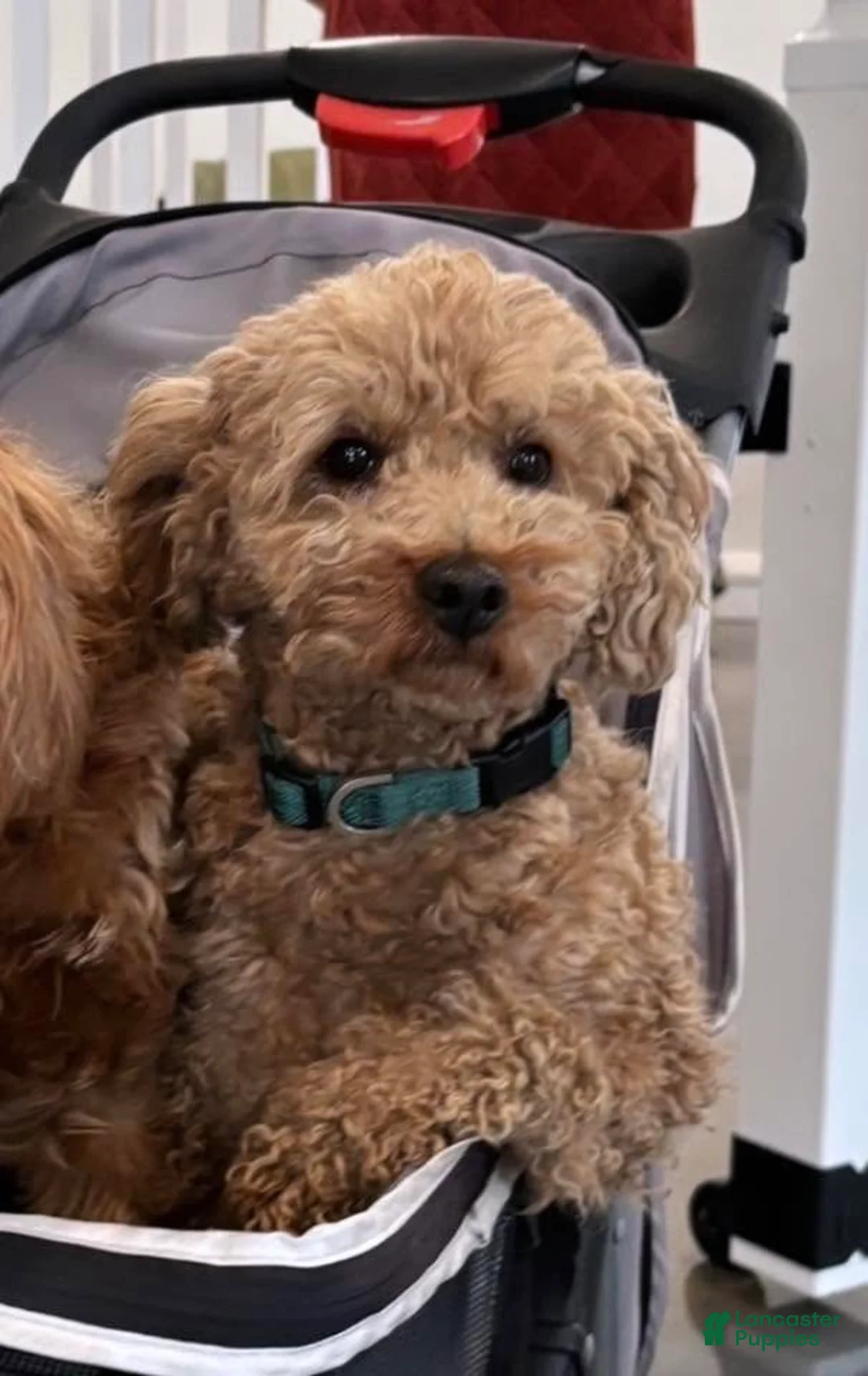 Mini Goldendoodle dogs for sale: Mini Goldendoodle 1 black collar - Ad 5