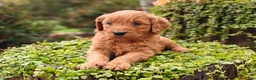 Goldendoodle dogs for sale: Cinnamon - Ad 11