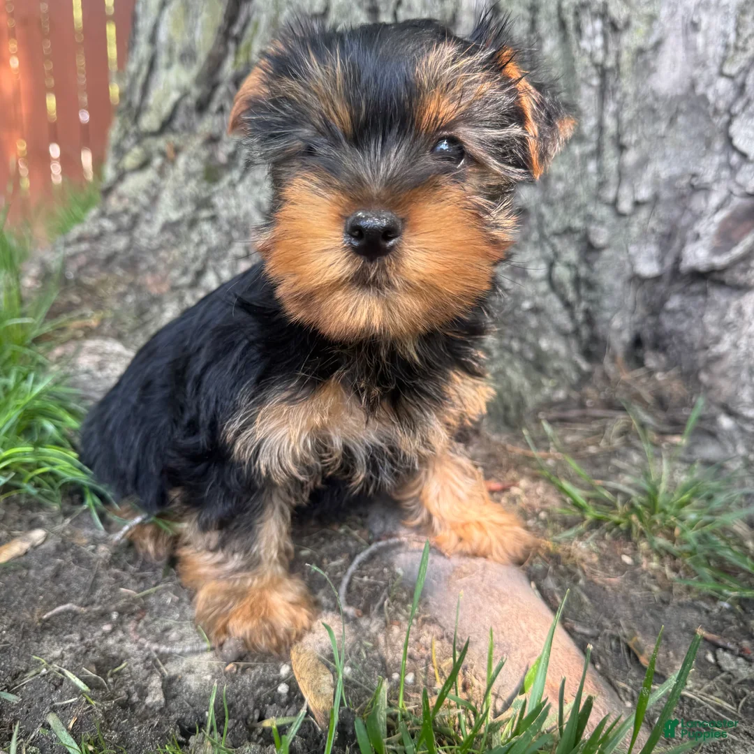 Yorkshire Terrier dogs for sale: Teddy  - Ad 2