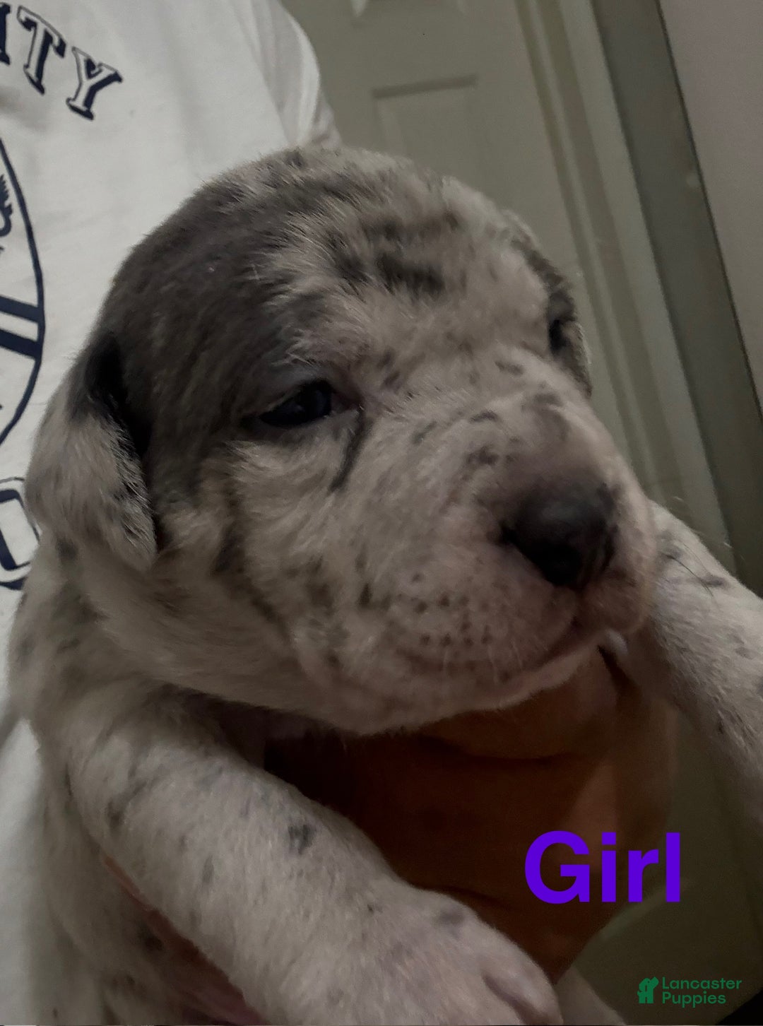 American Bully dogs for sale: American bully classic Puppy 2 - Ad 3