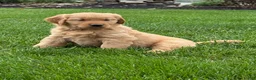 Golden Retriever dogs for sale: Paris - Ad 5