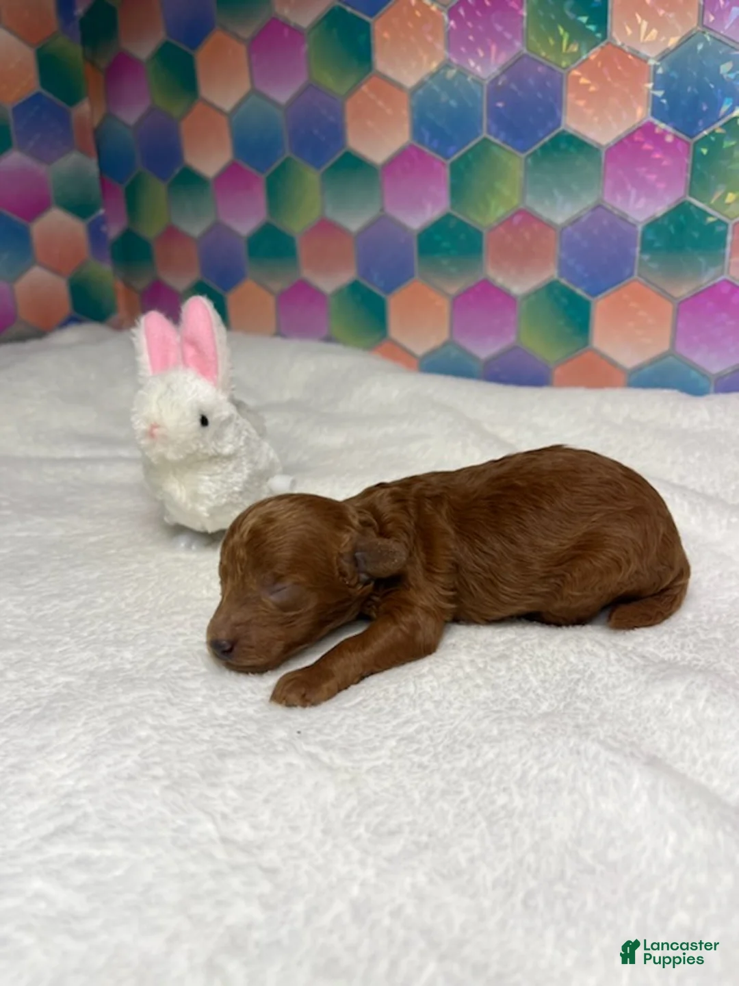 Toy Poodle dogs for sale: Jed  - Ad 2