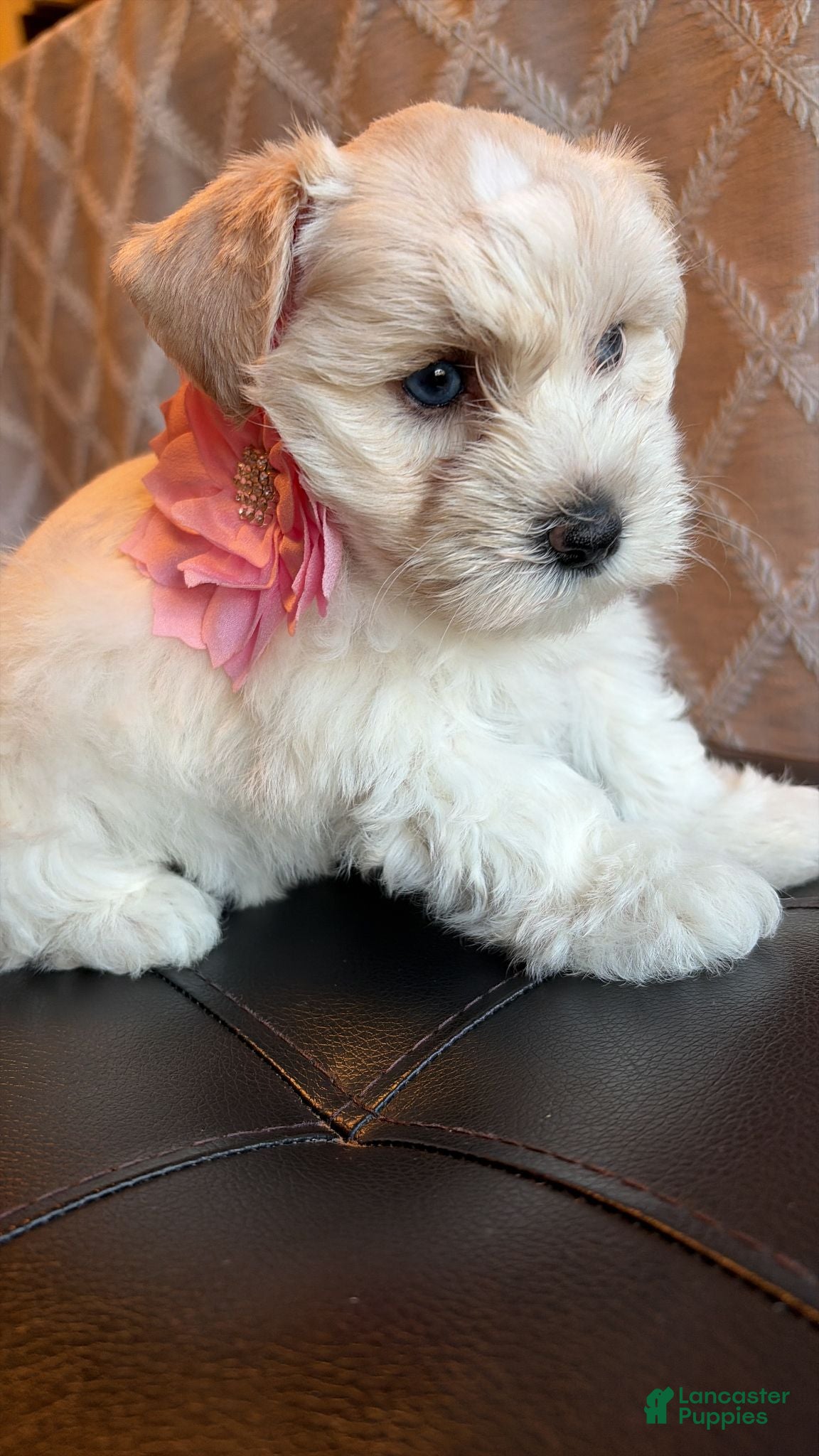 Miniature Schnauzer dogs Kira - Ad 6