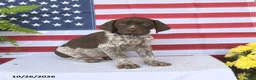 German Shorthaired Pointer dogs for sale: Texas - Ad 4