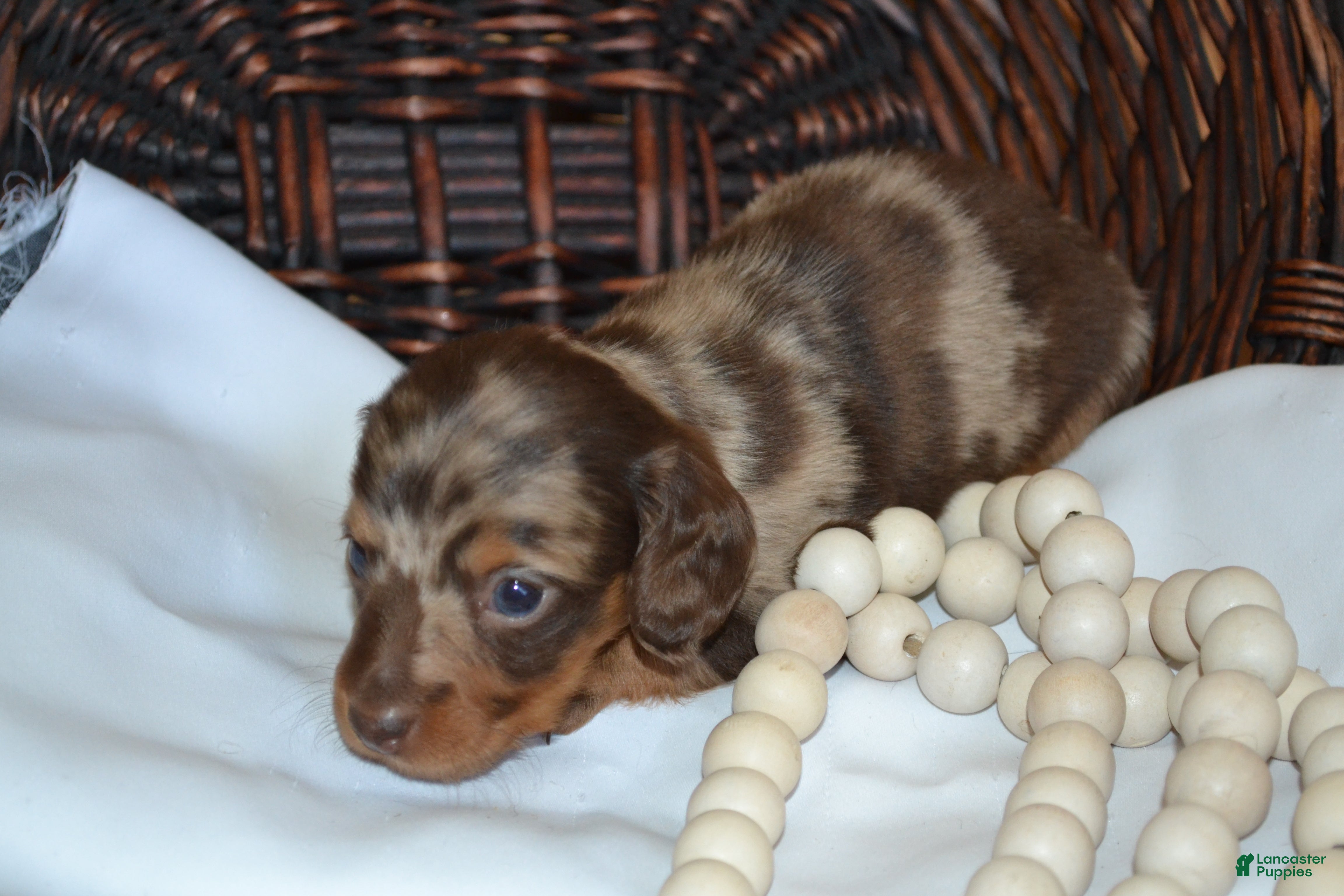 Dachshund dogs Sugar - Ad 2