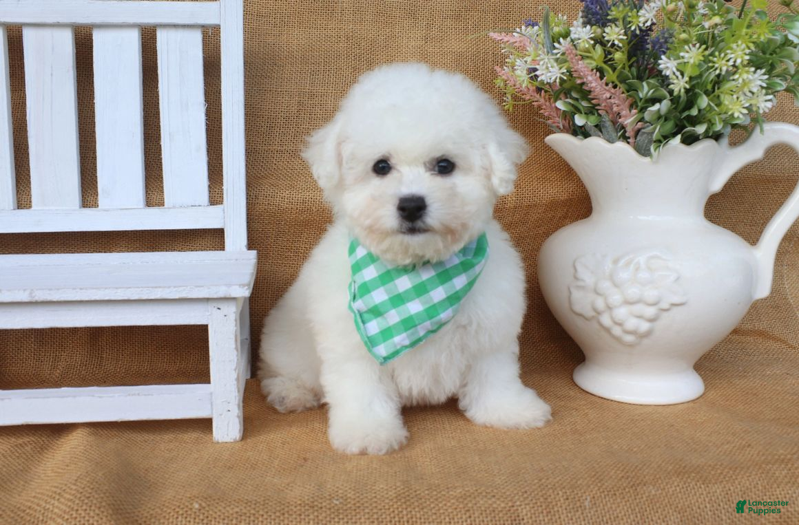 Bichon Frise dogs Benjamin - Ad 2