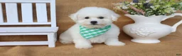 Bichon Frise dogs for sale: Benjamin - Ad 2