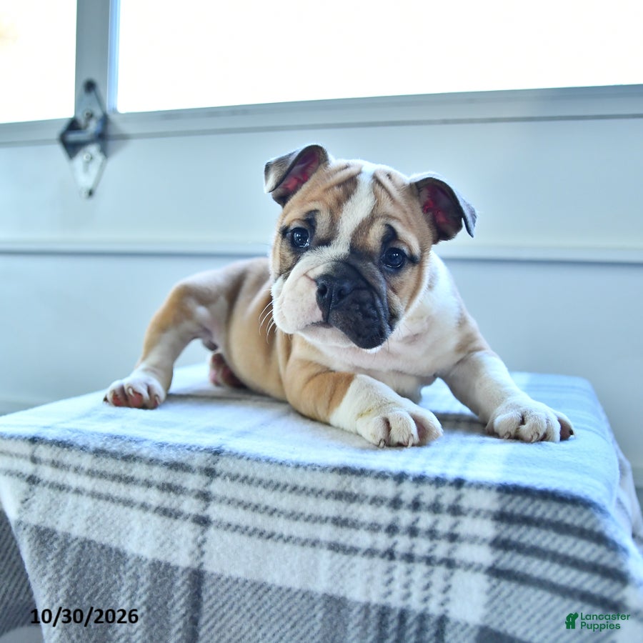 English Bulldog dogs for sale: Bambi - Ad 2