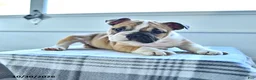 English Bulldog dogs for sale: Bambi - Ad 2