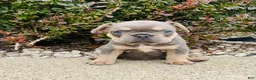 French Bulldog dogs for sale: Bella - Ad 10