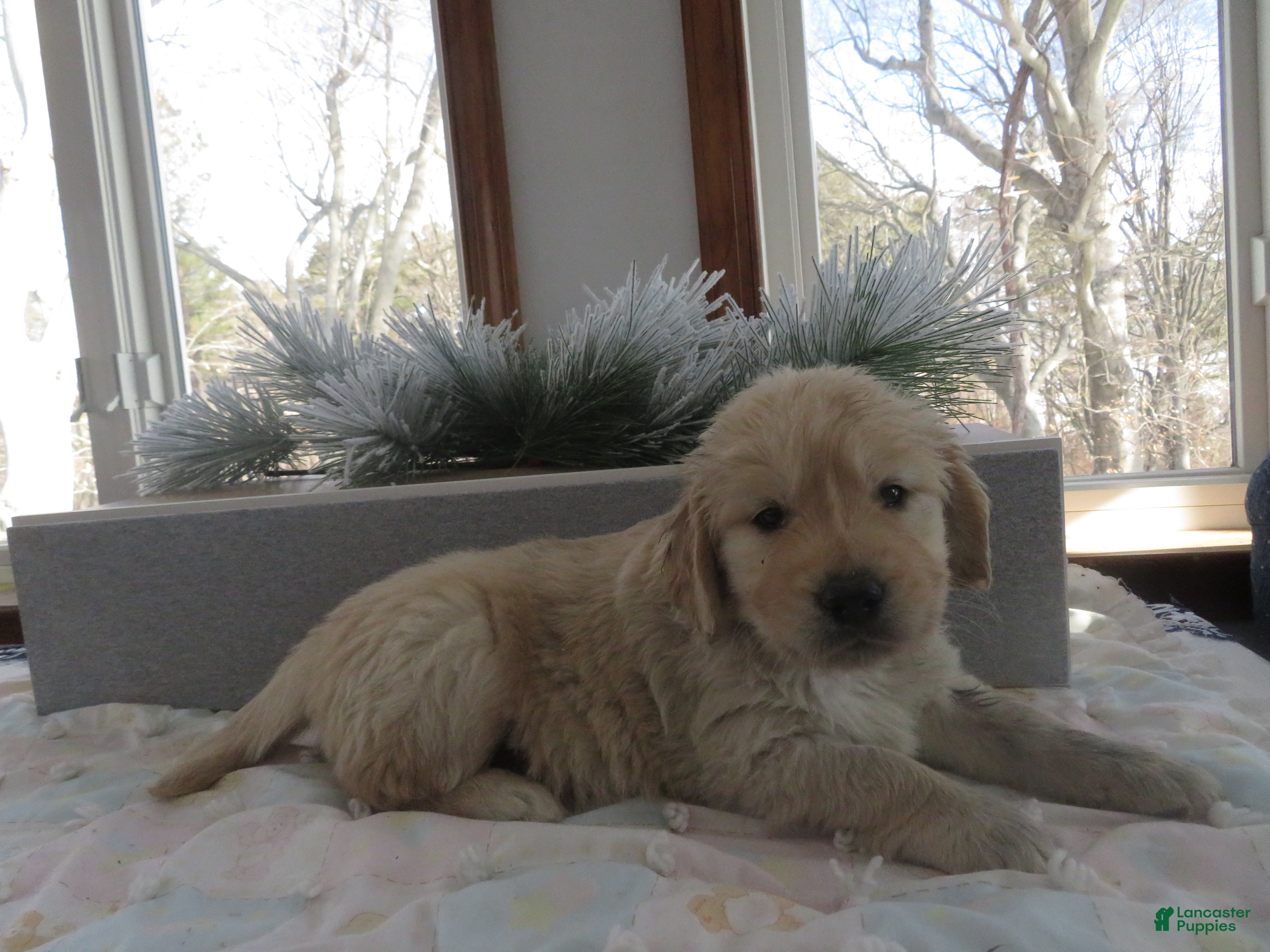 Golden Retriever dogs SAILOR - CHAMPION LINE - Ad 14