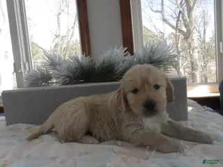 Golden Retriever dogs SAILOR - CHAMPION LINE - Ad 23