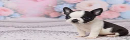 Boston Terrier dogs for sale: Jon - Ad 4