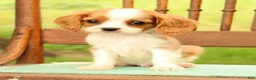 Cavalier King Charles Spaniel dogs for sale: Vinny - Ad 7