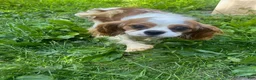 Cavalier King Charles Spaniel dogs for sale: Benson - Ad 3