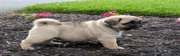 Pug dogs for sale: Big Paws - Ad 2