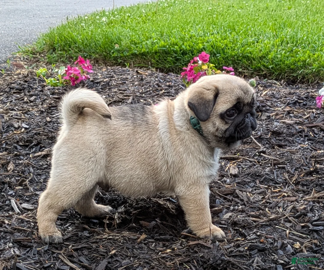 Pug dogs for sale: Big Paws - Ad 2