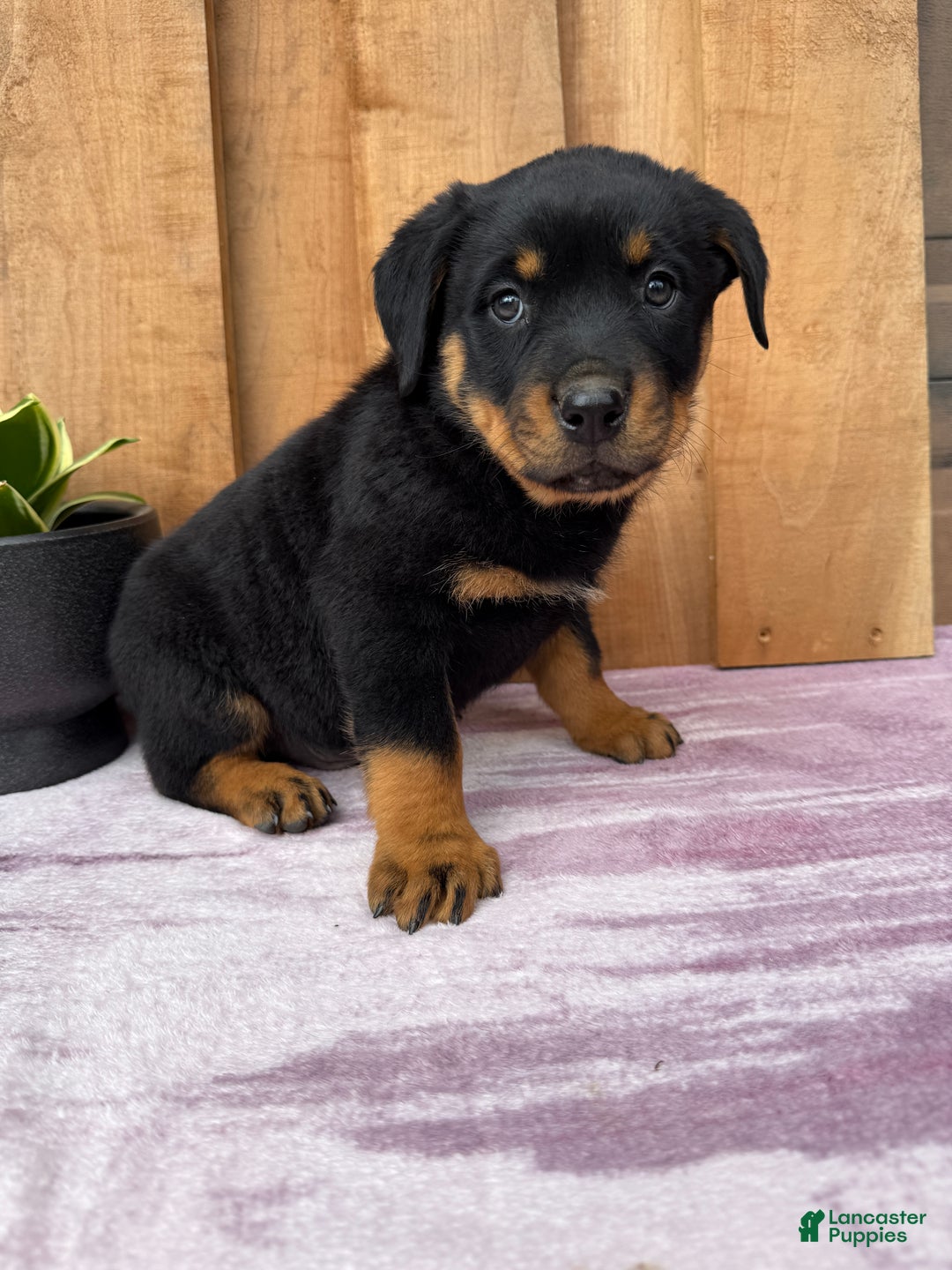 Rottweiler dogs for sale: Rex - Ad 12