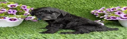 Mini Goldendoodle dogs for sale: Annie - Ad 5