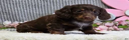Miniature Dachshund dogs for sale: Erin - Ad 5