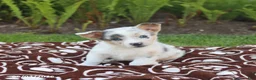 Mixed Breed dogs for sale: Sully - Ad 4