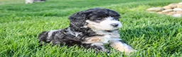Sheepadoodle dogs for sale: Dahlia - Ad 2