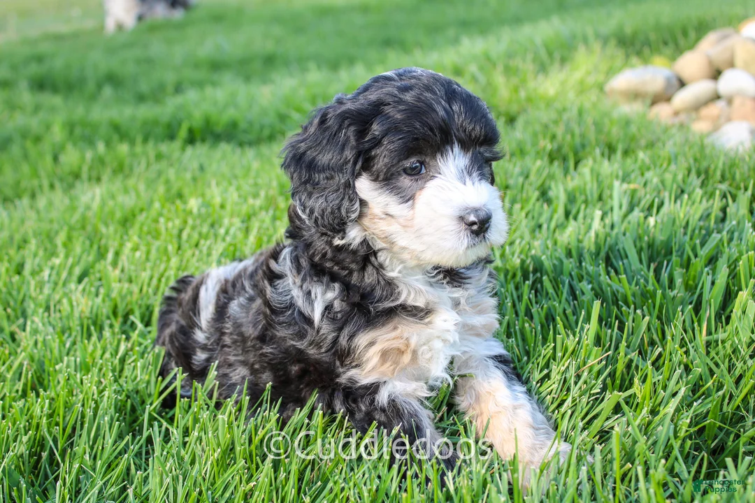 Sheepadoodle dogs for sale: Dahlia - Ad 2