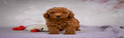 Miniature Poodle dogs for sale: Jake - Ad 7