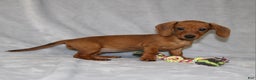 Miniature Dachshund dogs for sale: Chole - Ad 27