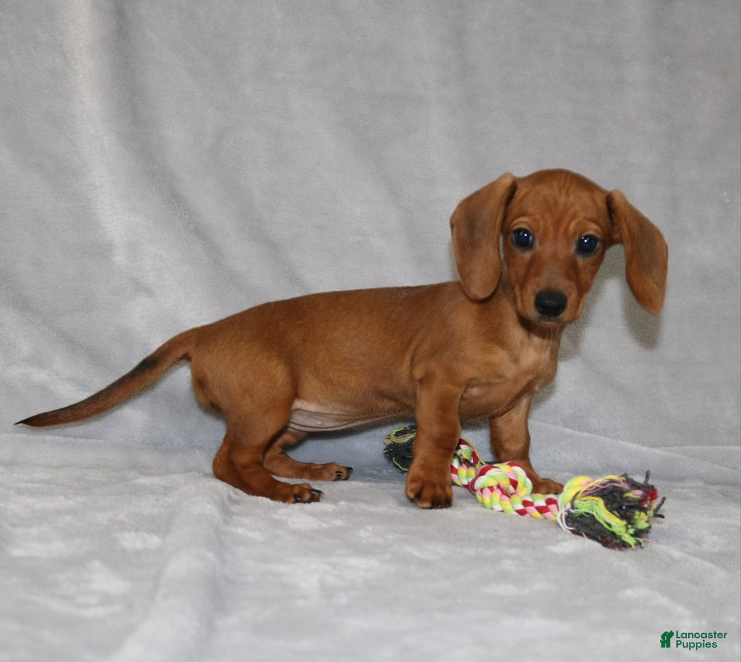 Miniature Dachshund dogs for sale: Chole - Ad 27