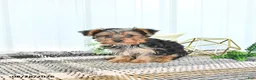Yorkshire Terrier dogs for sale: Luxe - Ad 2