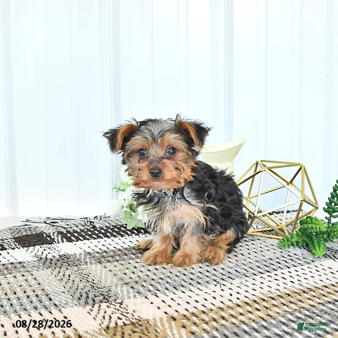 Yorkshire Terrier dogs for sale: Luxe - Ad 2