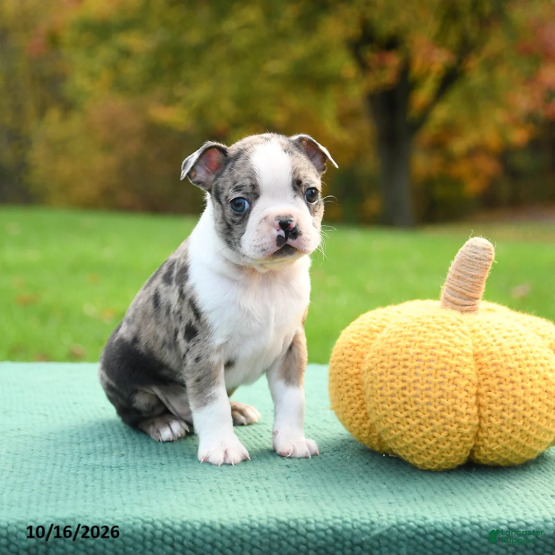 Boston Terrier dogs for sale: Ned - Ad 2