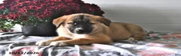 Mixed Breed dogs for sale: Sage - Ad 2