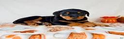 Rottweiler dogs for sale: AKC Duke - Ad 6