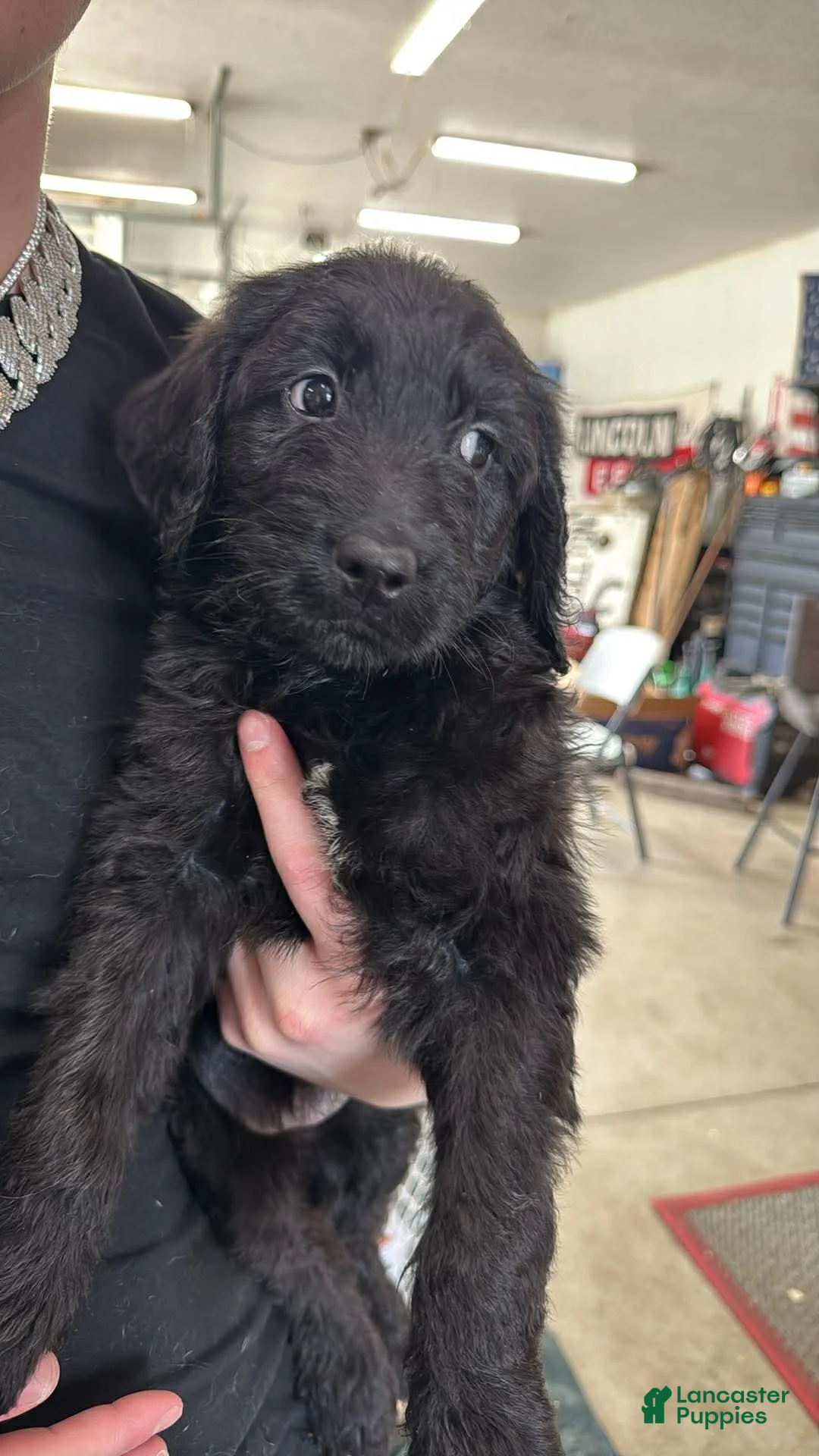 Goldendoodle dogs for sale: Goldendoodle Puppy 6 tan - Ad 1