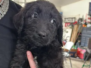 Goldendoodle dogs Goldendoodle Puppy 6 tan - Ad 5