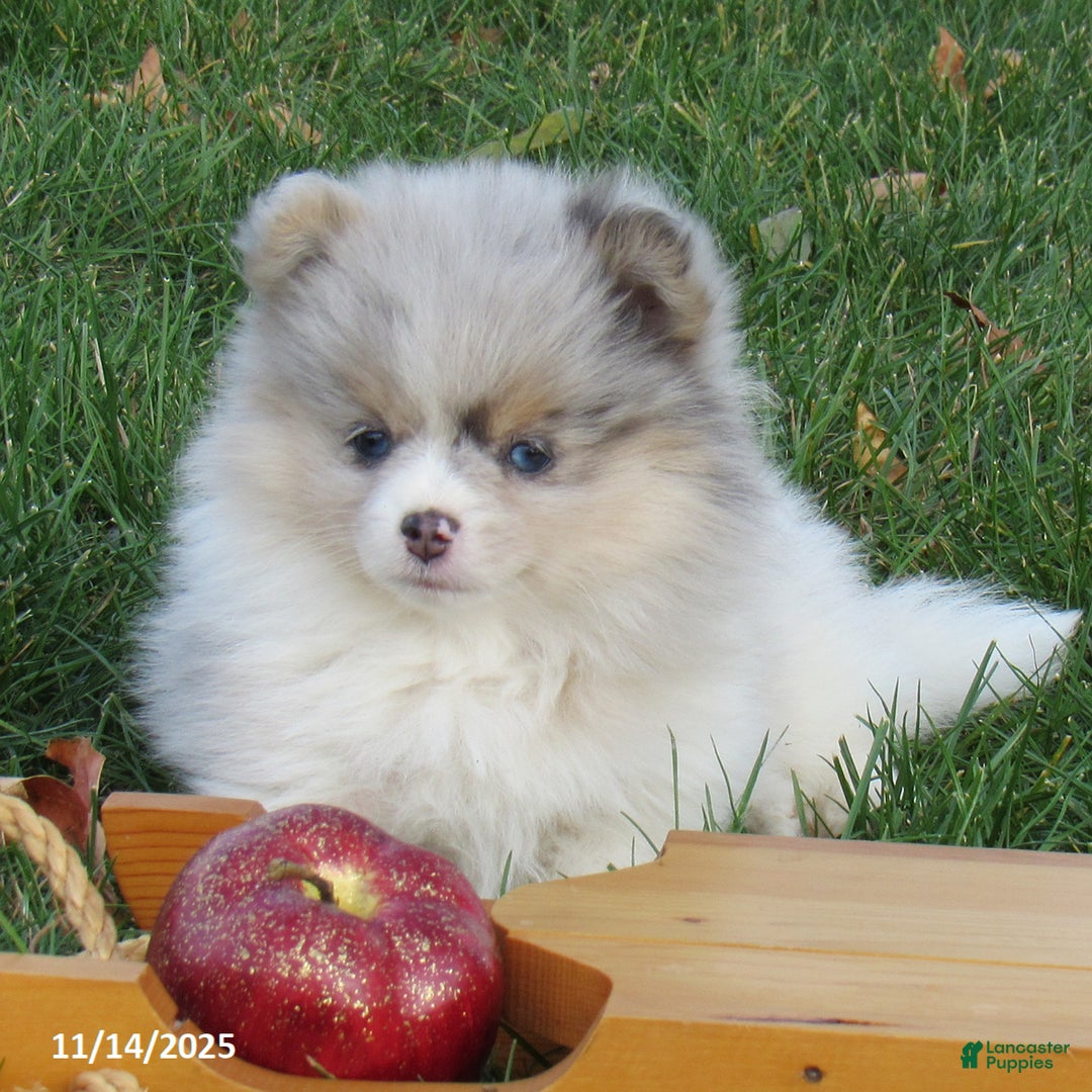 Pomeranian dogs for sale: Confetti - Ad 1